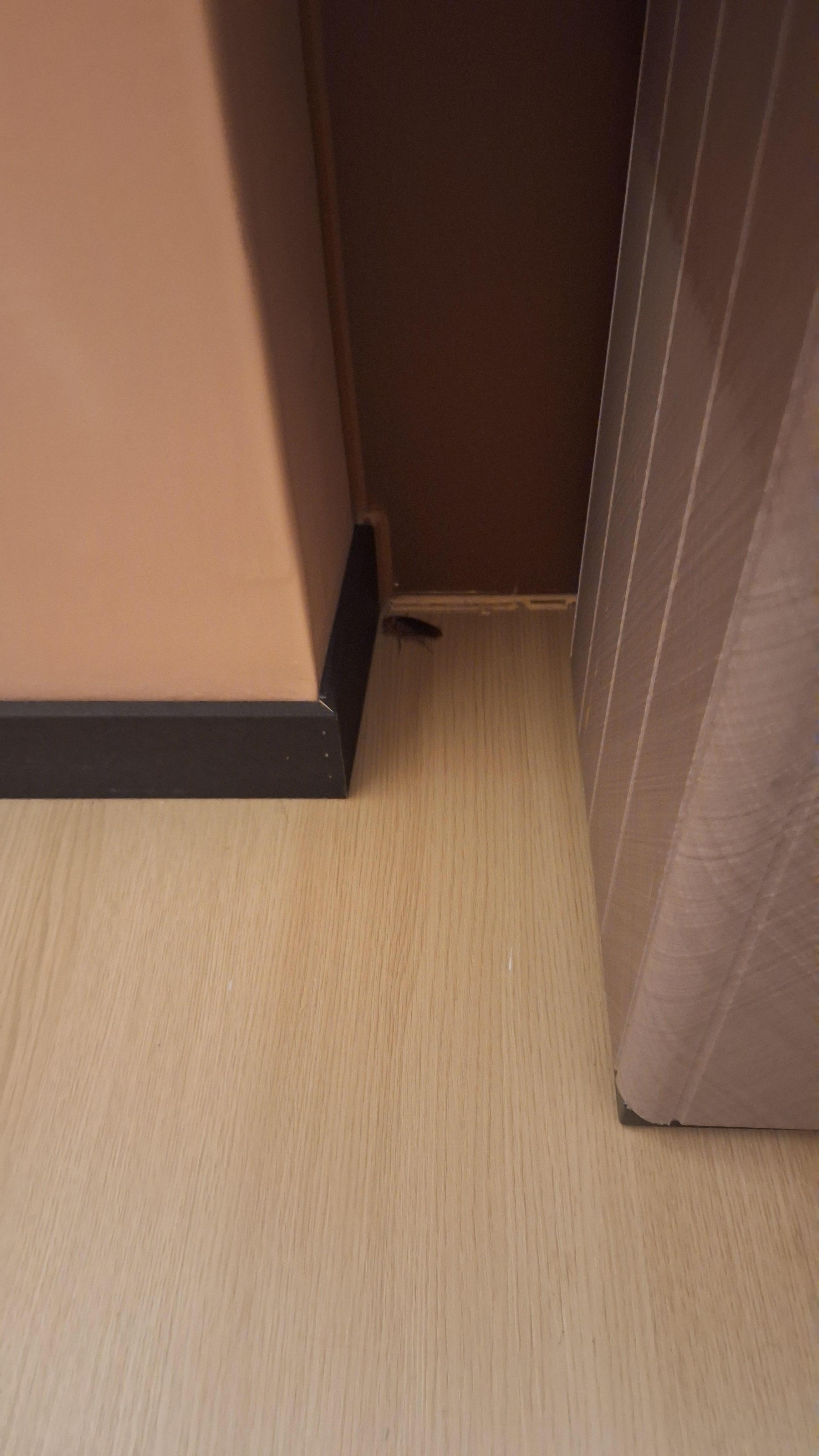 Cockroach in the room
