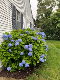 Beautiful flowers in front.