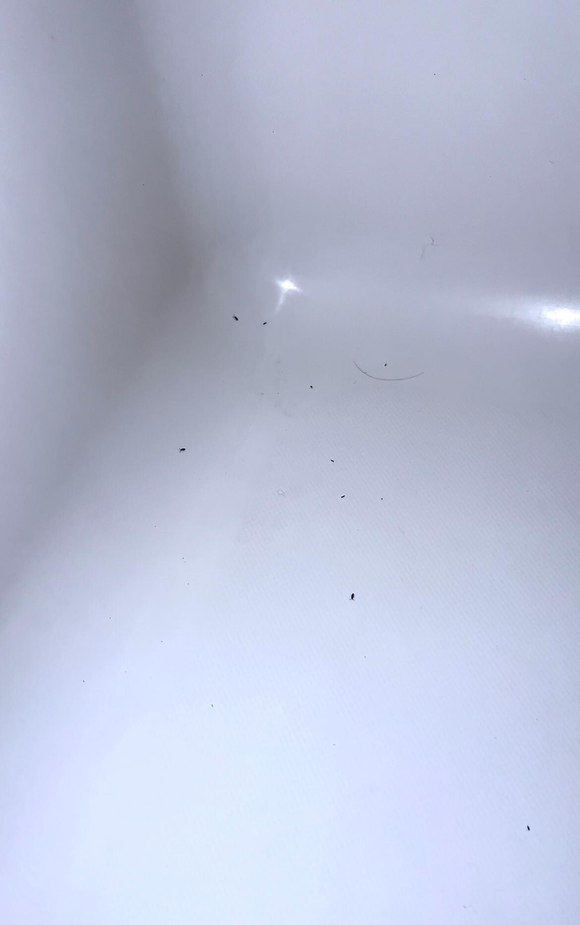Bugs in shower