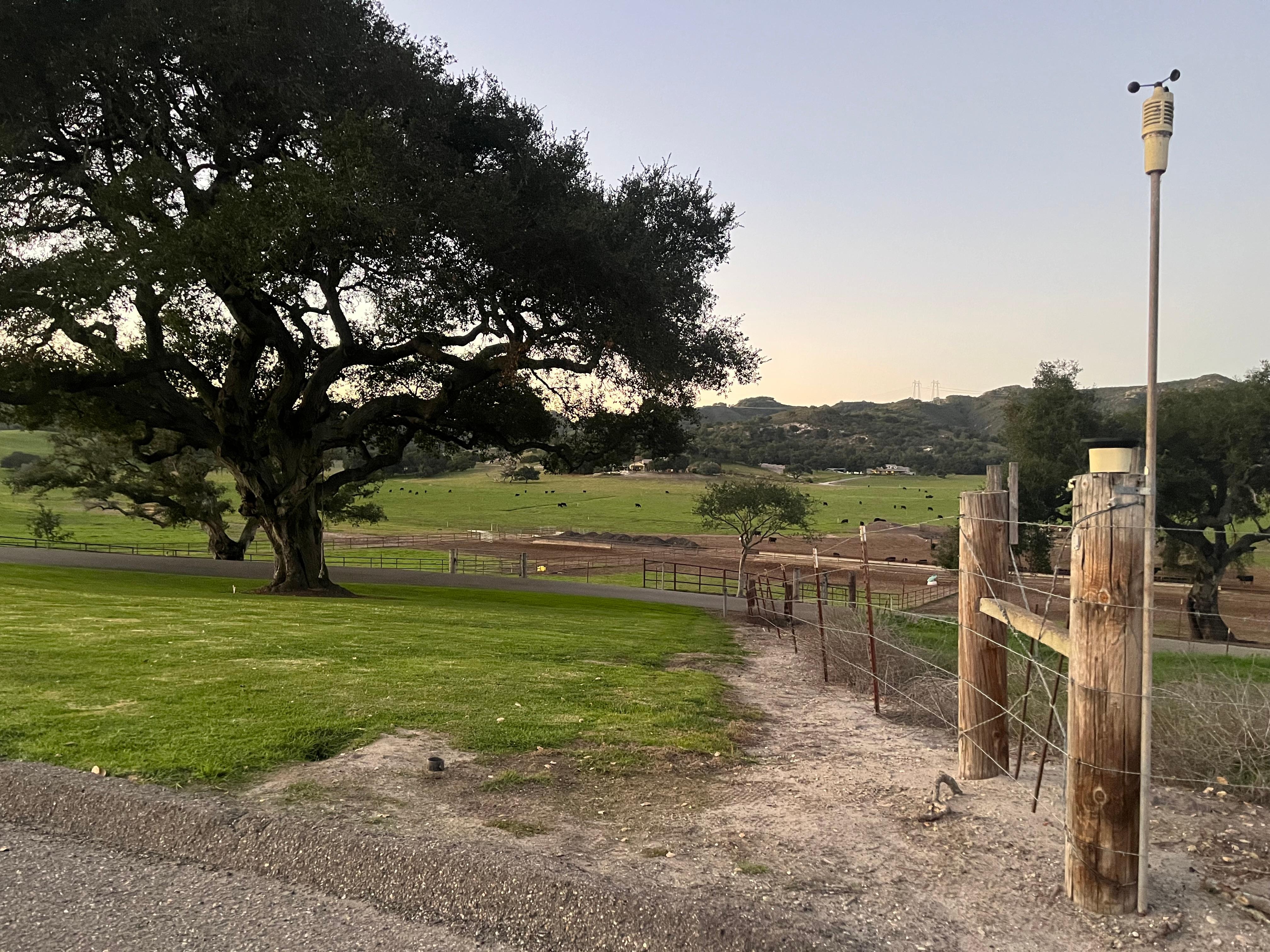 Tree with rope swing