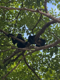 Look up. Sometimes Friends hang out in the trees