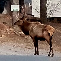 Elk outside the flat.