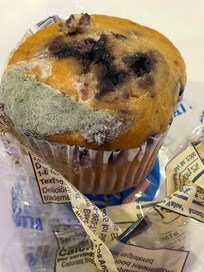 Mold on breakfast muffin from the free complimentary breakfast