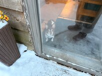 Our pup saying brrrr to cold moma!