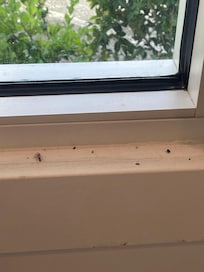 Live flies
