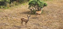 The wildlife, right outside your door.