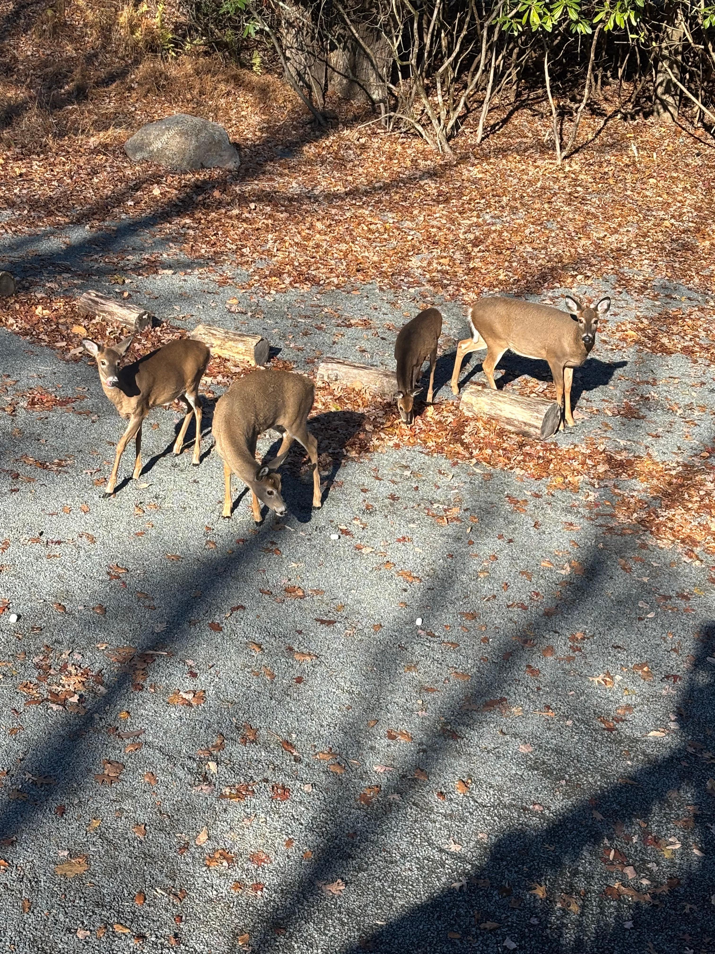 Saw multiple deer throughout the day