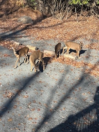 Saw multiple deer throughout the day