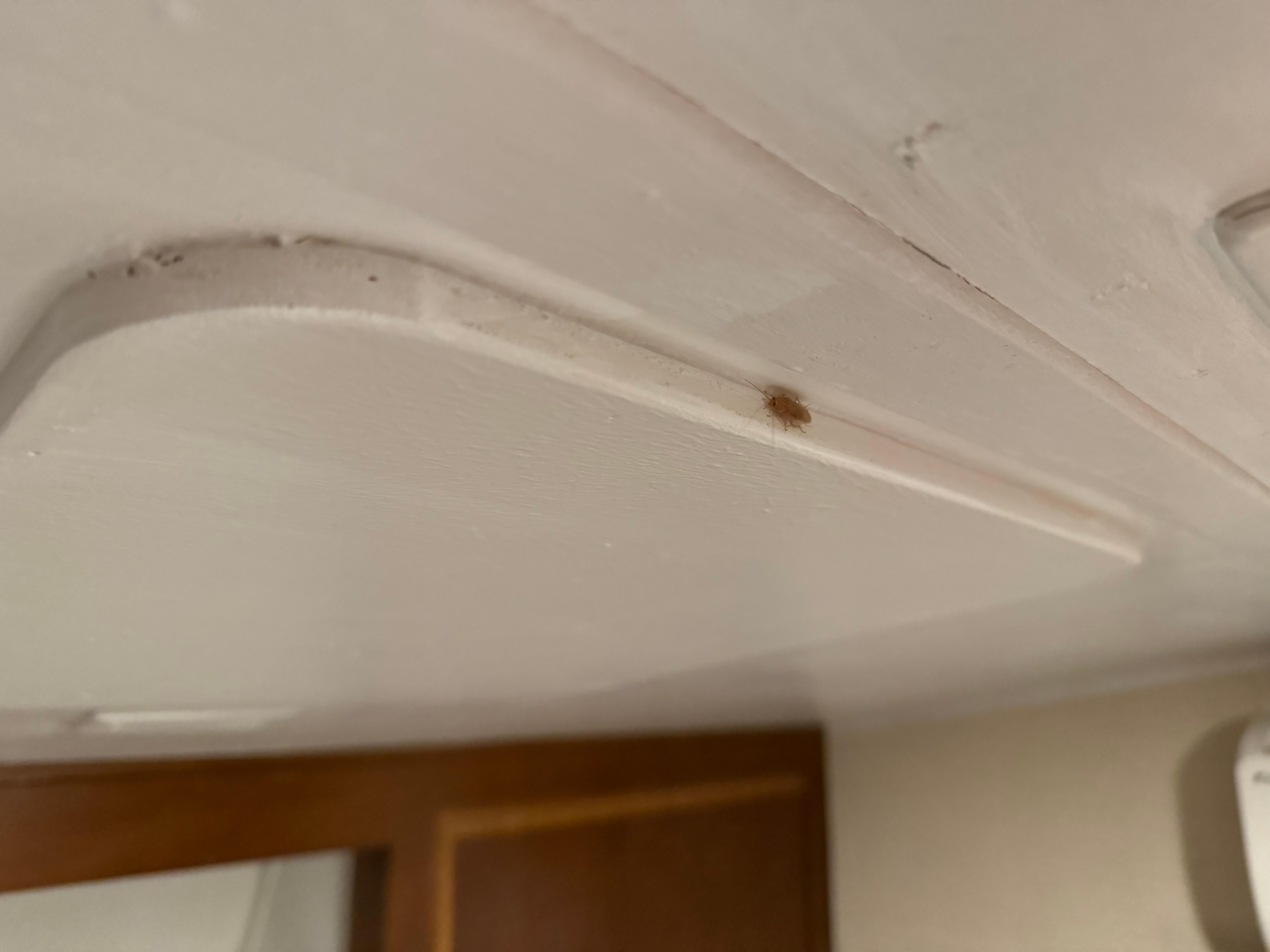 入住2晚，發現多隻小蟑螂...在窗簾後、天花板上