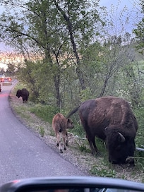 Buffalo jam on the Wildlife Loop in Custer Park
