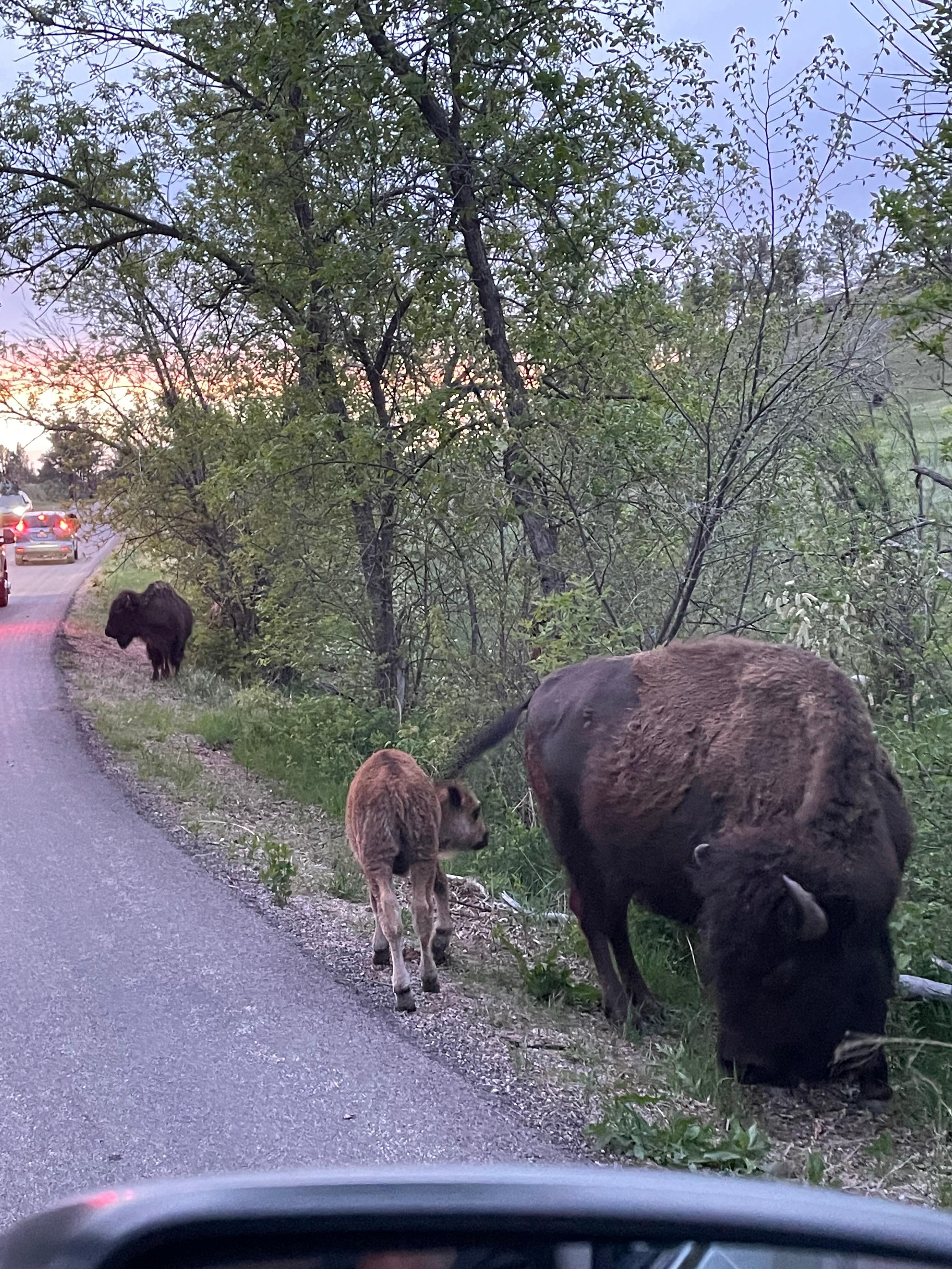 Buffalo jam on the Wildlife Loop in Custer Park