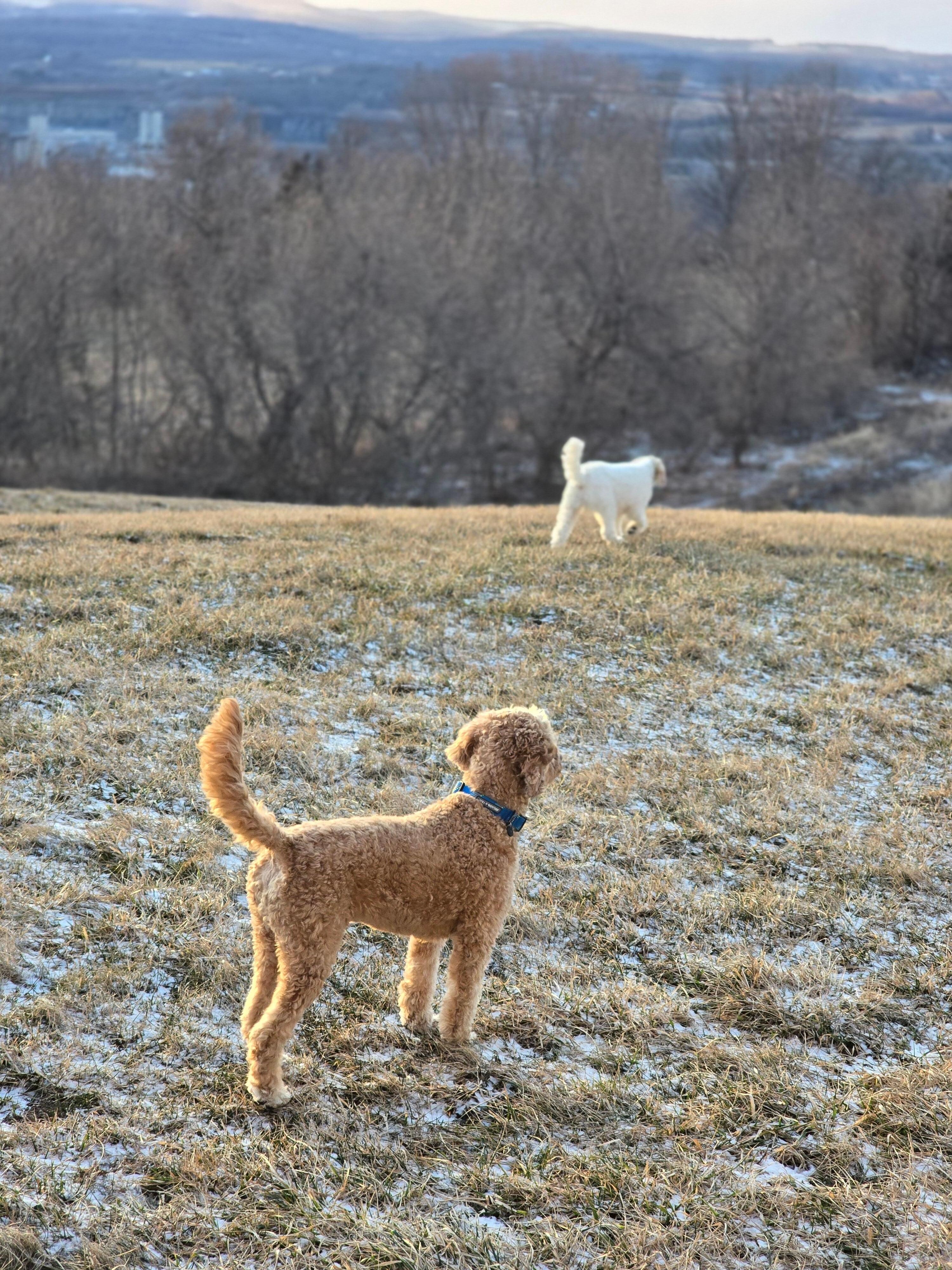 Dogs enjoying the property 