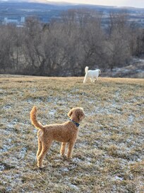 Dogs enjoying the property