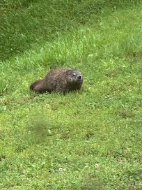 Grampy woodchuck! Saw his little great grand chuck too.