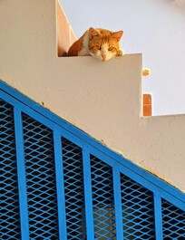 The other resident cat.
