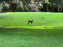 Sweet baby deer!
