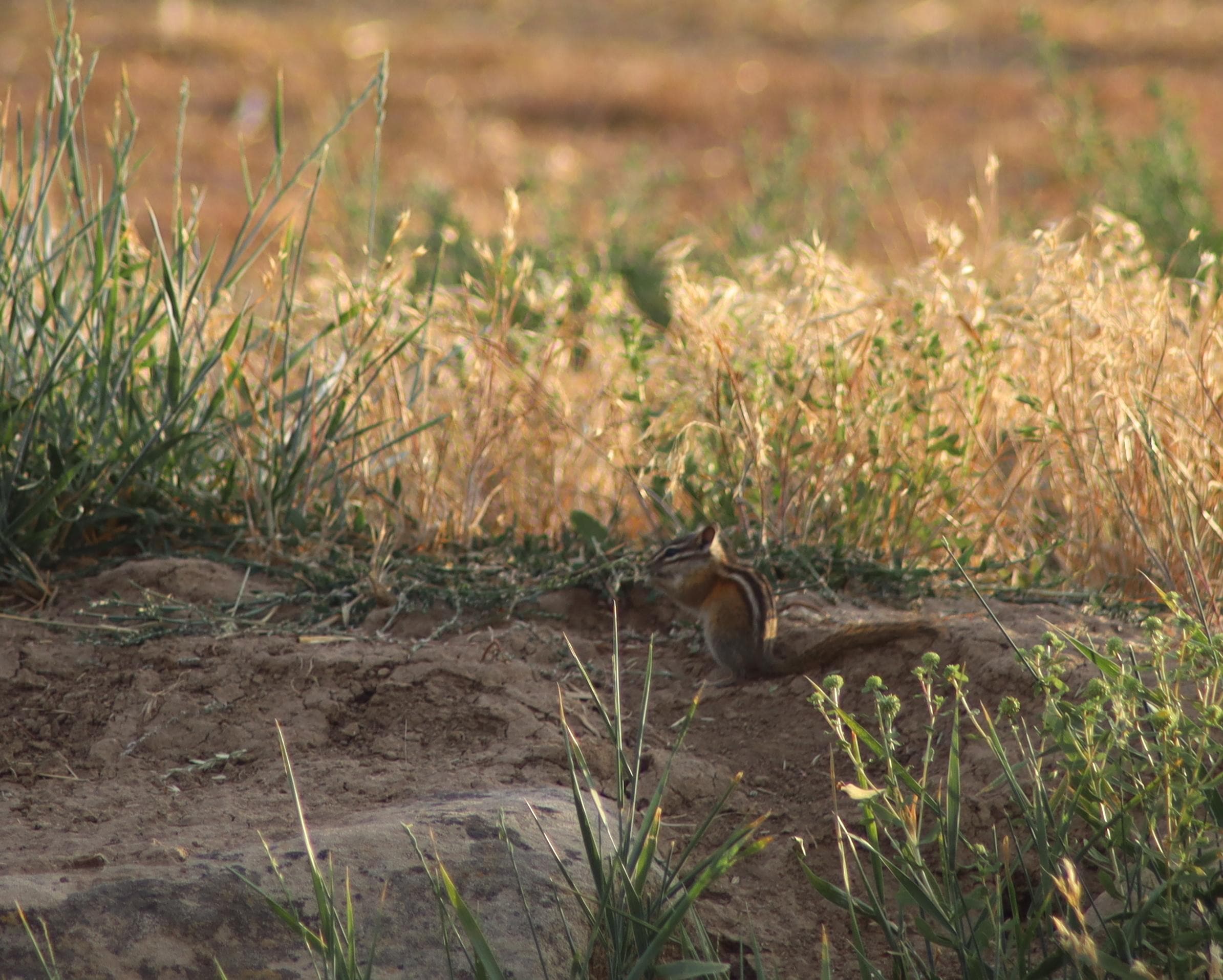 Chipmunks running about.