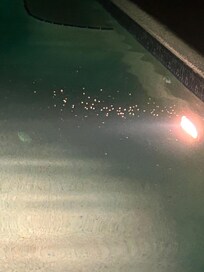 Mosquito