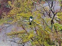 The tuis and wood pigeons just hang out in the nearby kowhai trees.