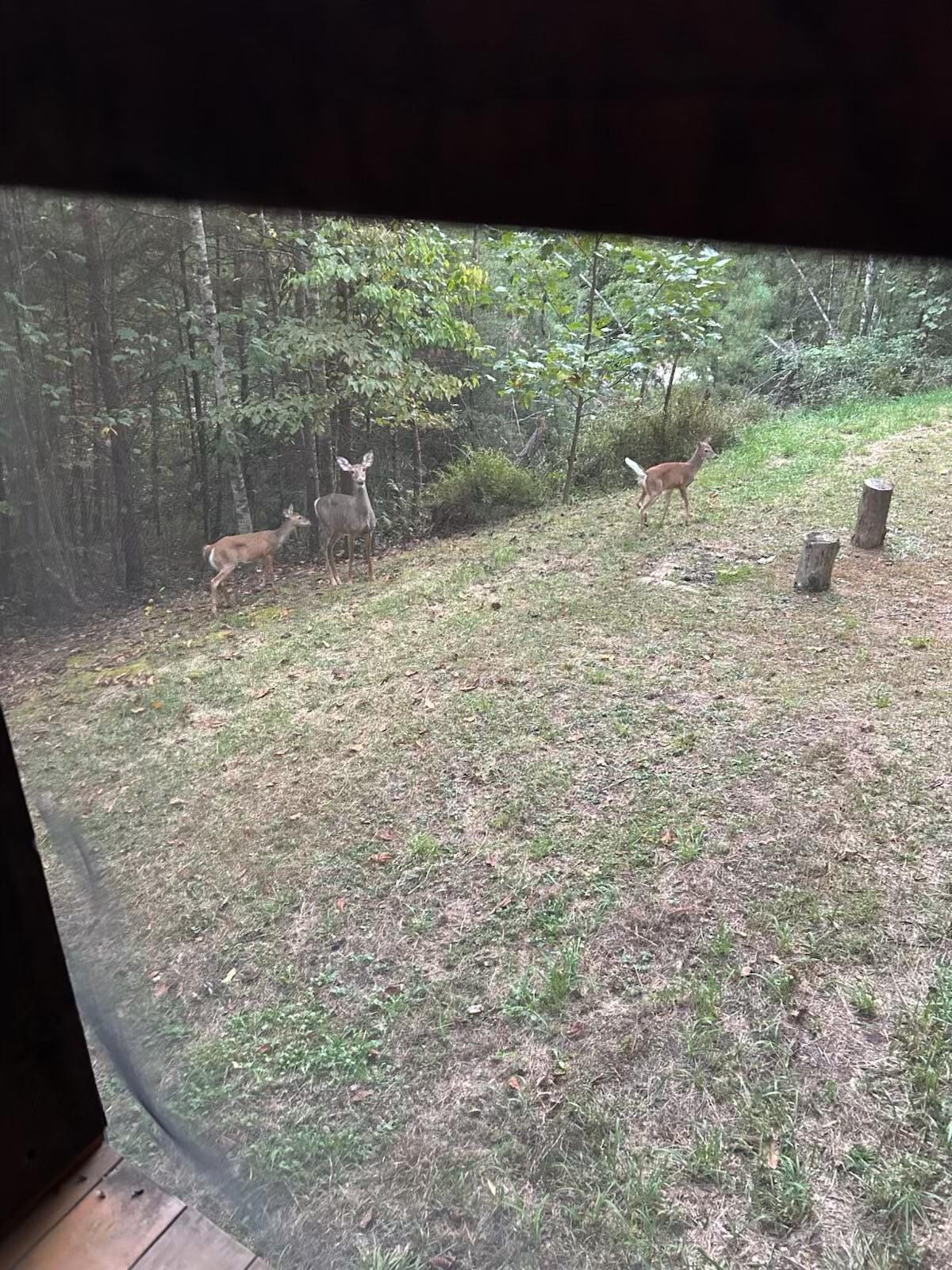 Morning coffee on the screened porch visitors 