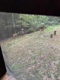 Morning coffee on the screened porch visitors