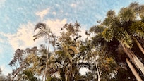 Beautifully maintained tropical gardens