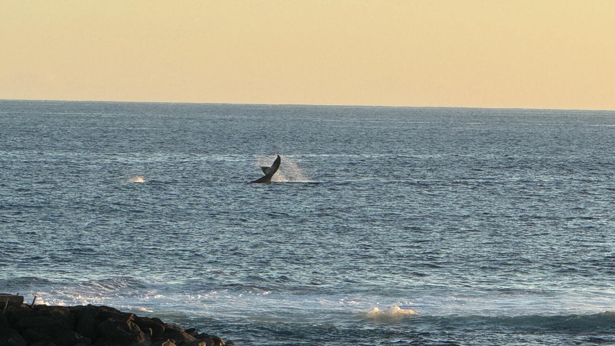 Whale Sighting from Balcony
