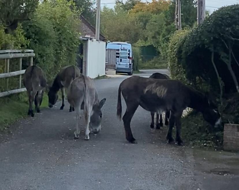 Each morning walk was met with Donkeys grazing just steps away.