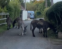 Each morning walk was met with Donkeys grazing just steps away.