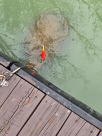 Ginormous turtle that ate our fish.