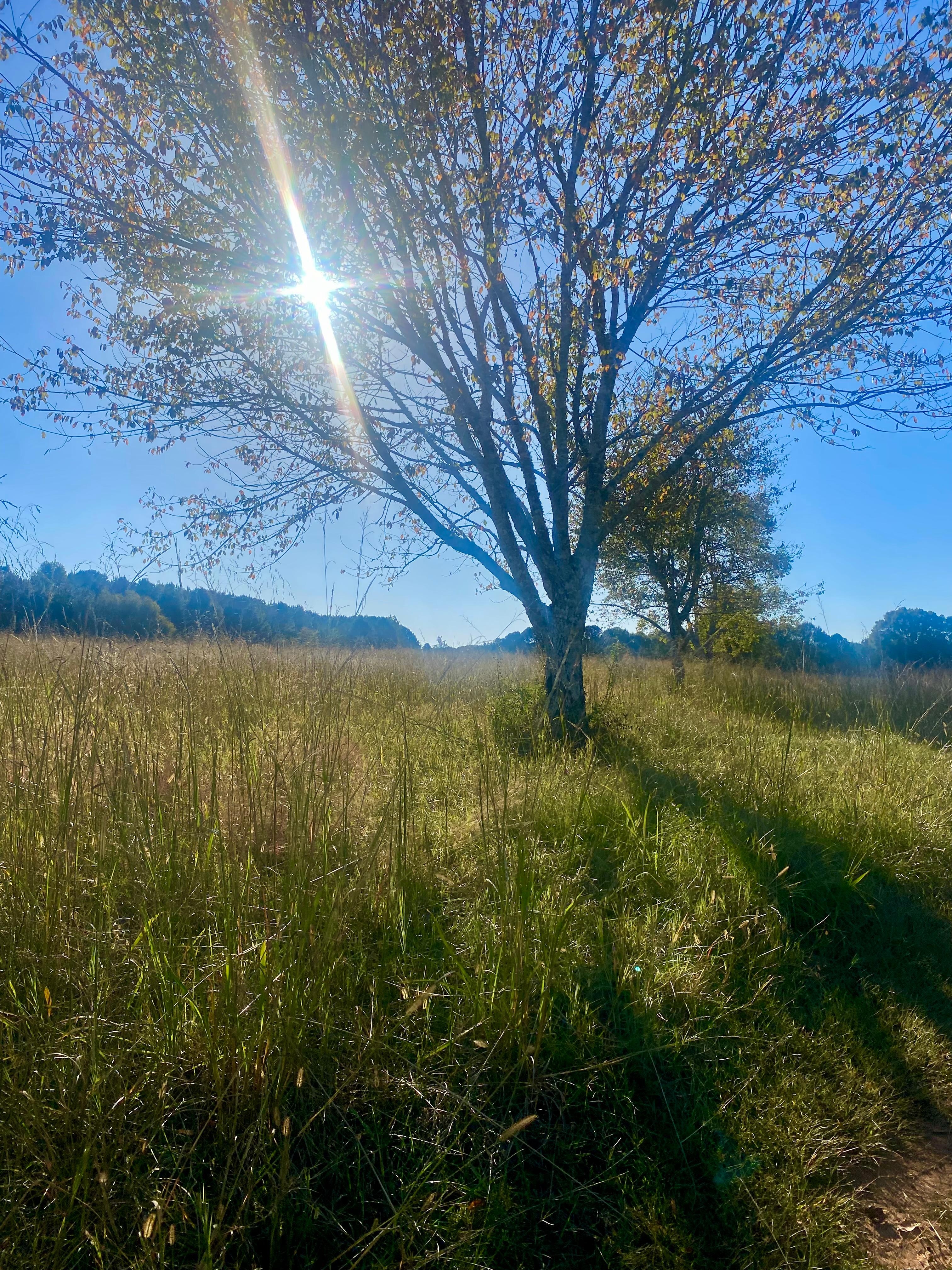 The cross of our Lord shines through! 