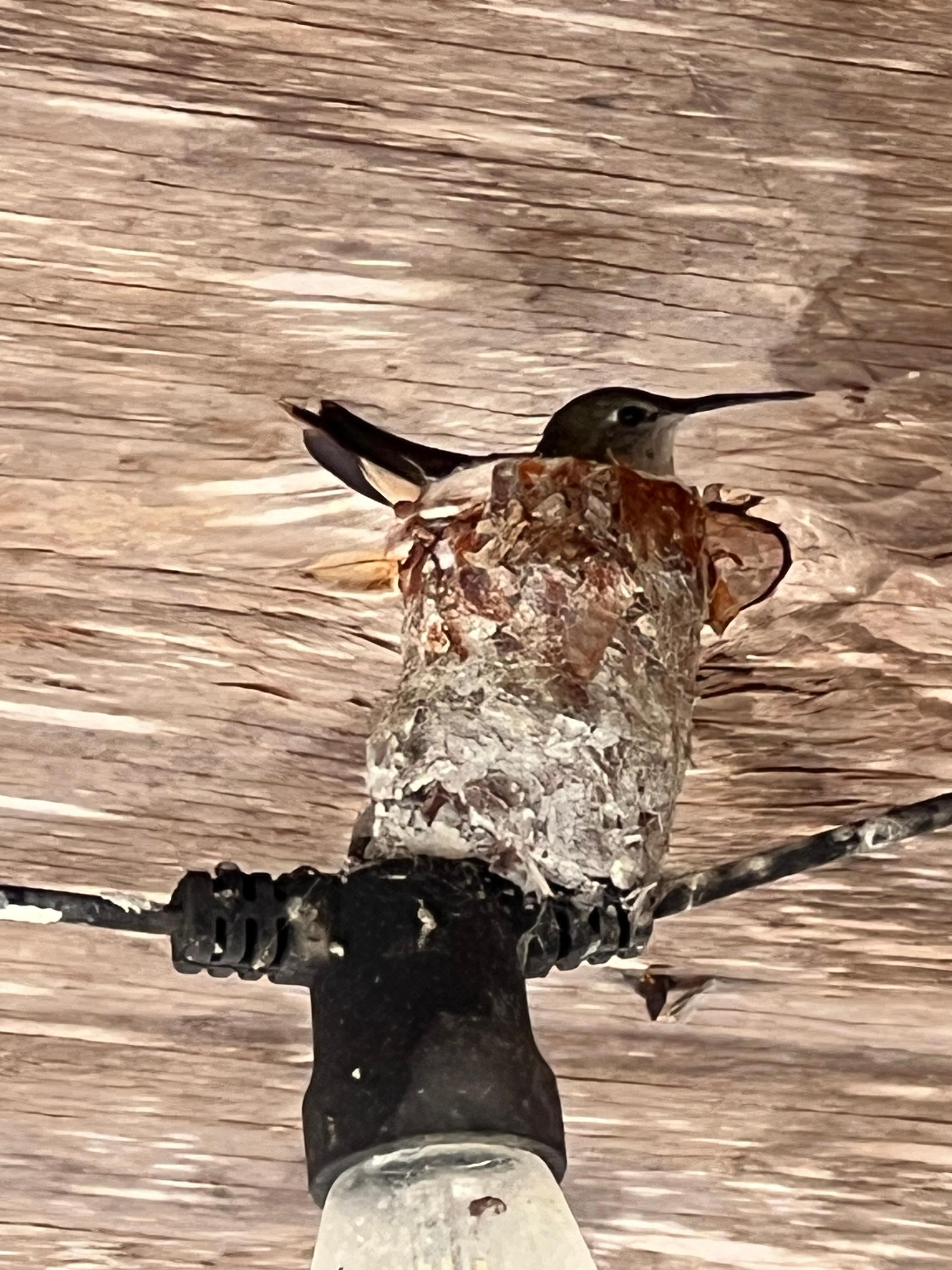 Starfish Haven Hummingbird & nest