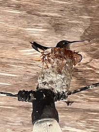 Starfish Haven Hummingbird & nest