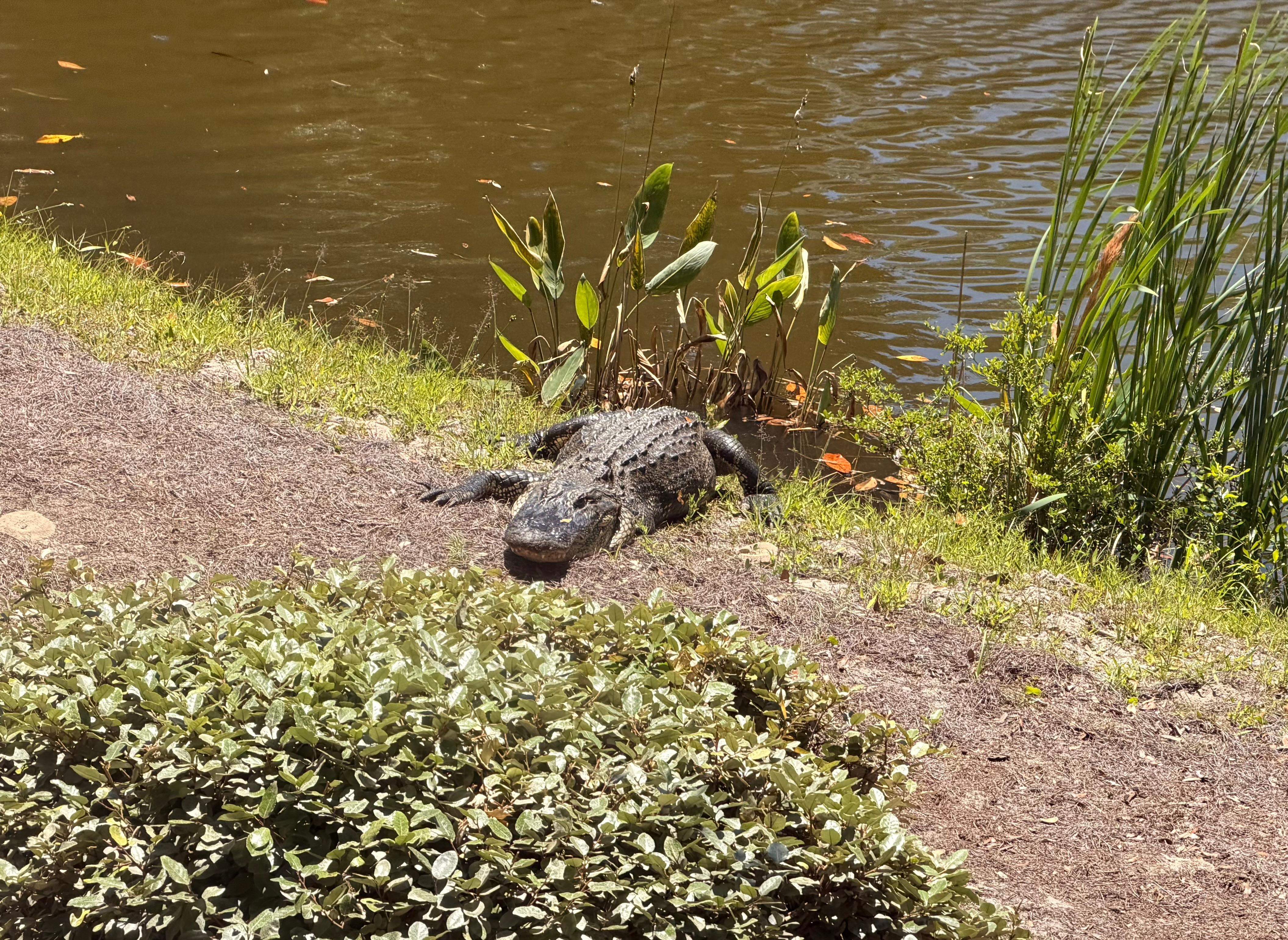 Sunbathing alligator, (looking down from the window)