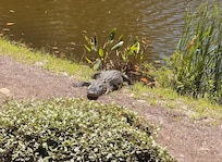 Sunbathing alligator, (looking down from the window)