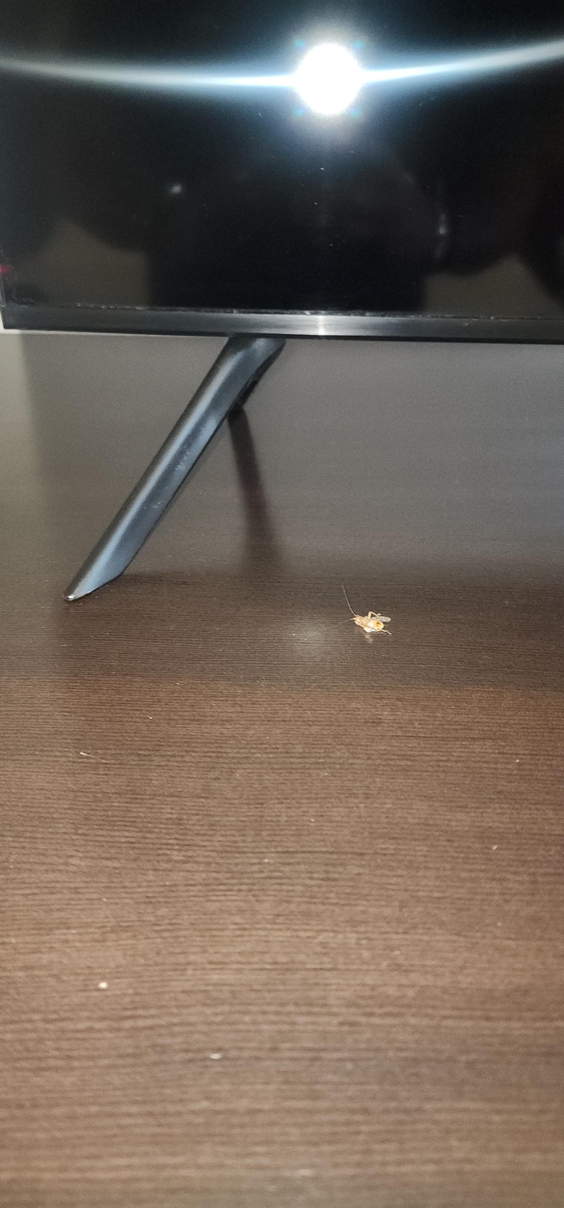 One of the roaches in the bedroom. 