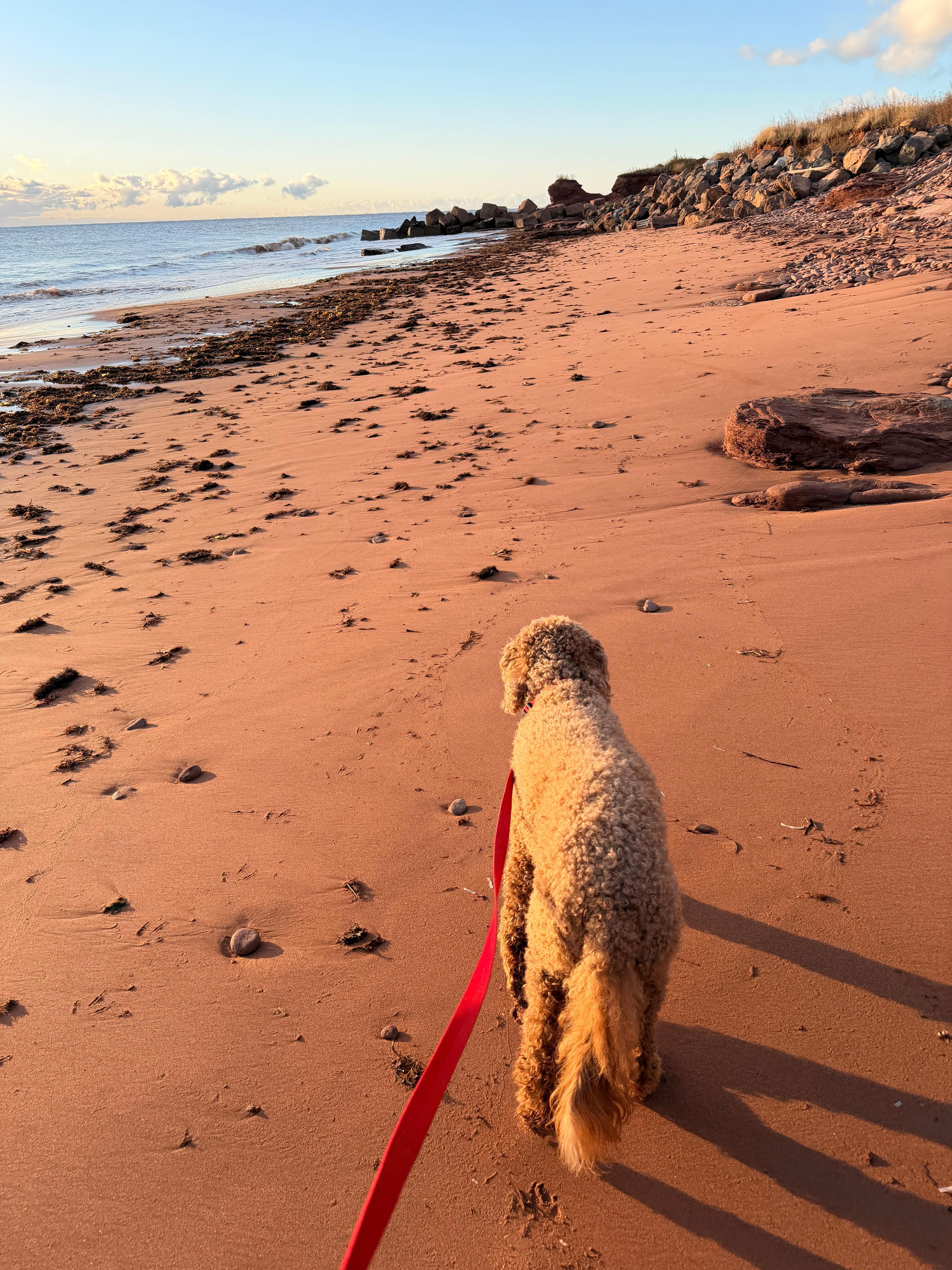 Amazing morning walks. 