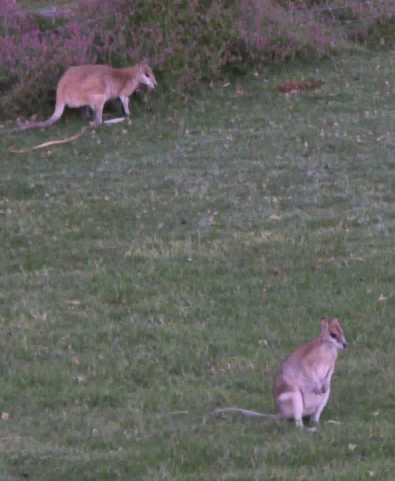 Wallabies graving outside my room