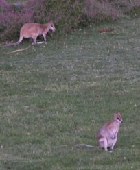 Wallabies graving outside my room