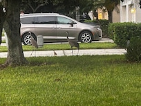 Birds off with their baby for their daily walk by the side of the house