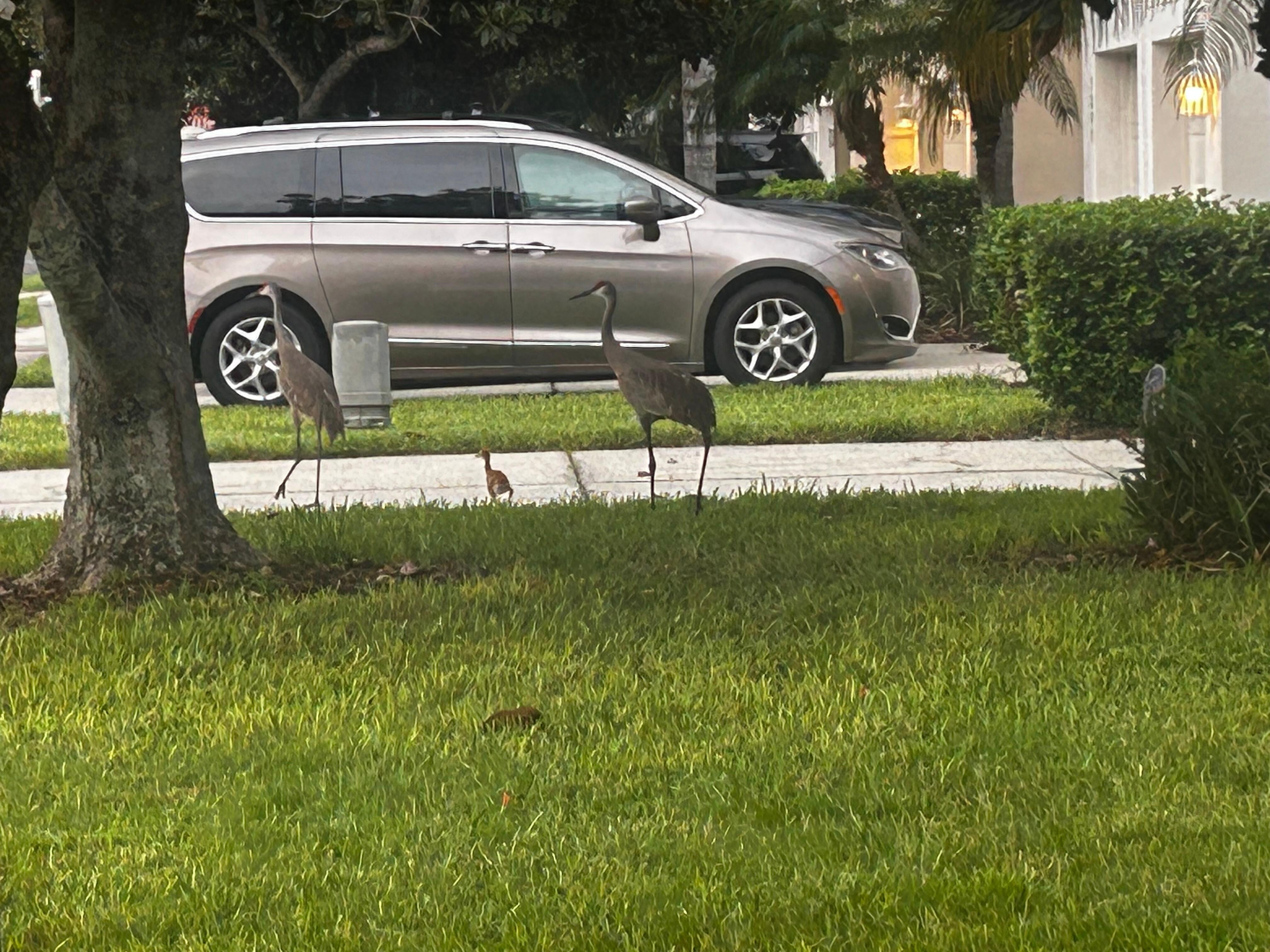 Birds off with their baby for their daily walk by the side of the house