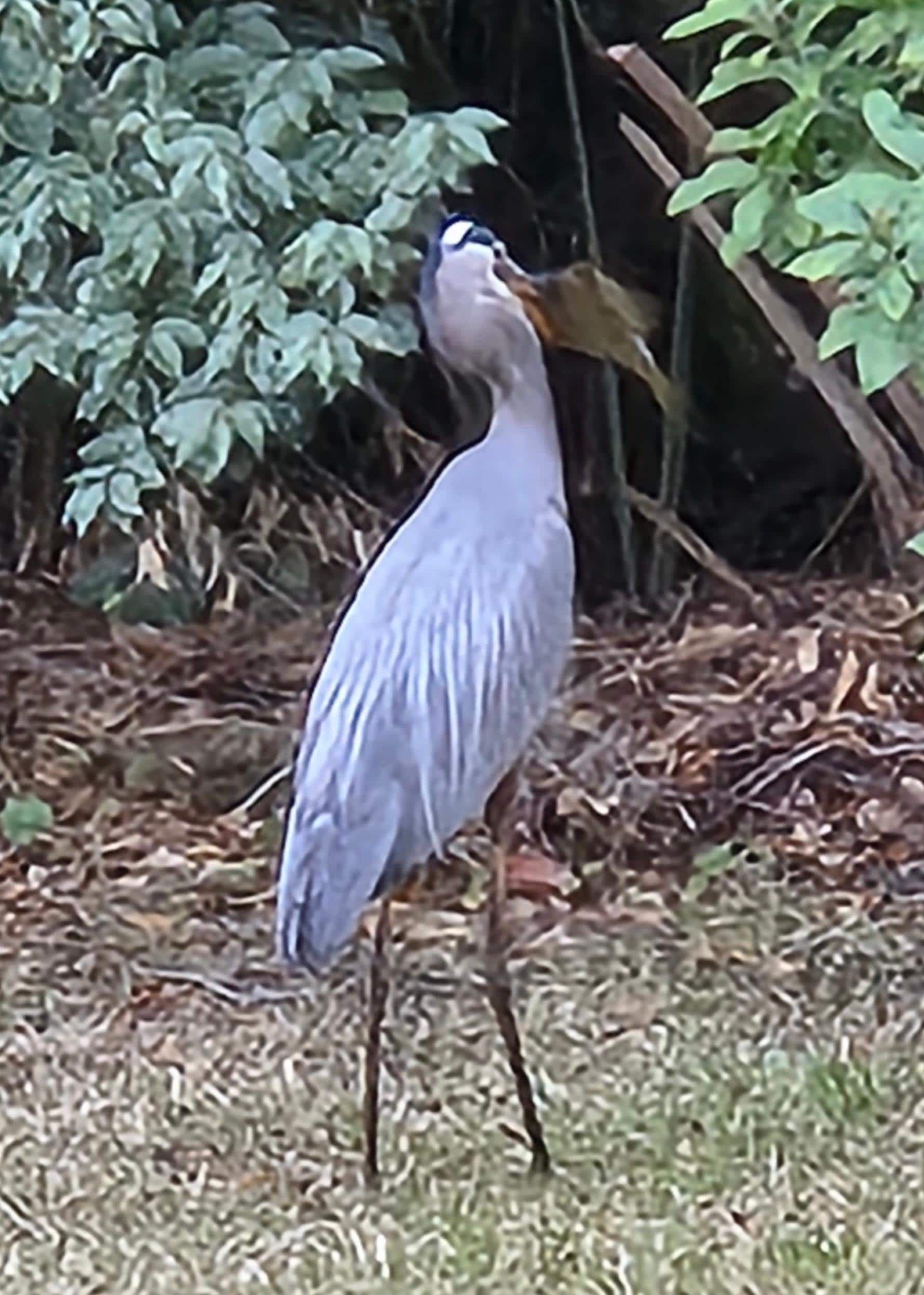 Blue Heron feast