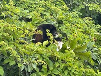 howler monkeys right in front of the accommodation