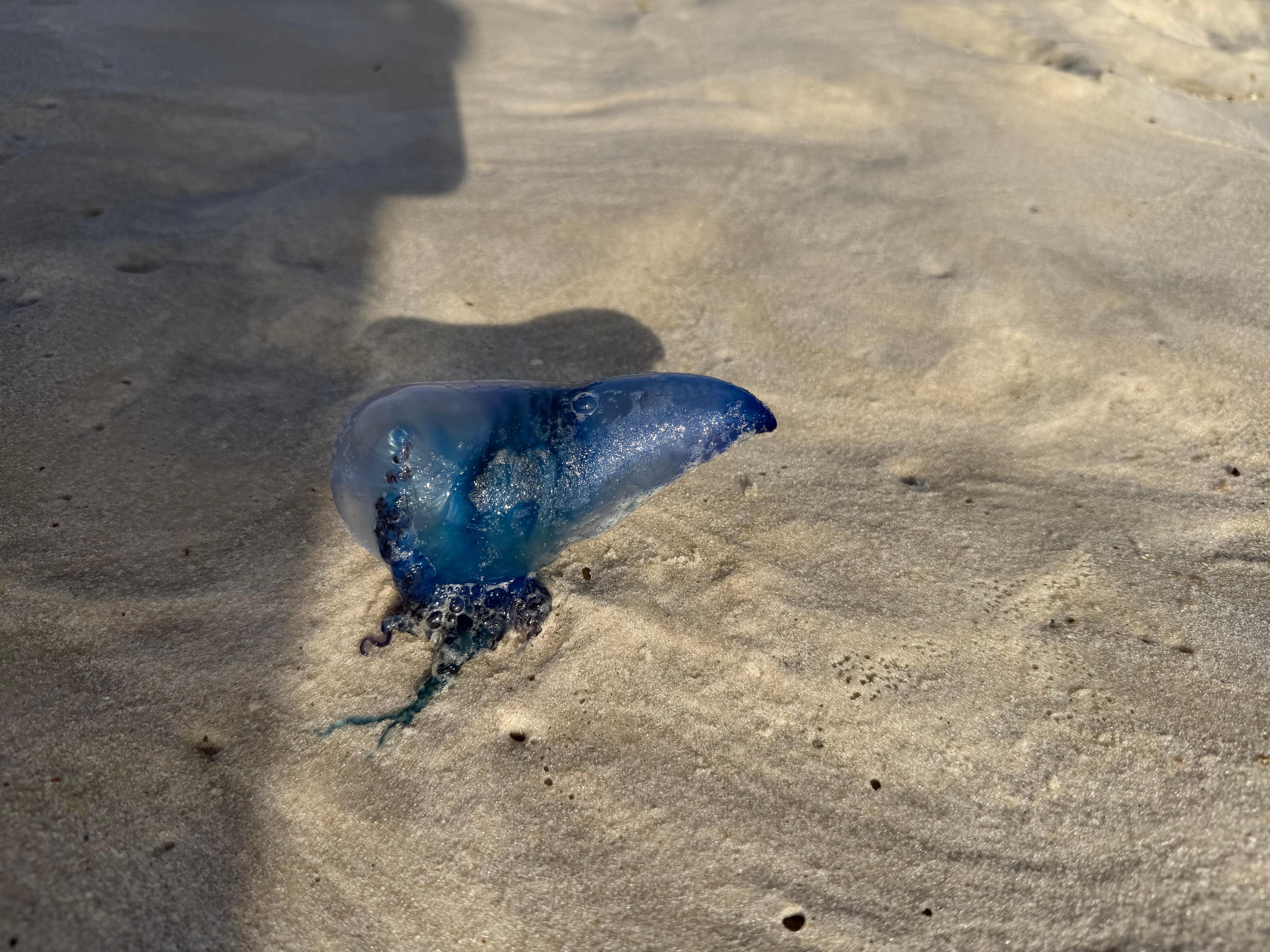 A man-o-war 🤣 (they cleared up after a few days - and the purple flag was removed:)