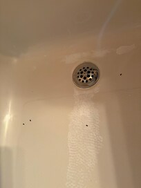Tub was used the night before, found mouse poop the next morning