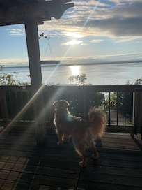 Our Golden on her favorite deck