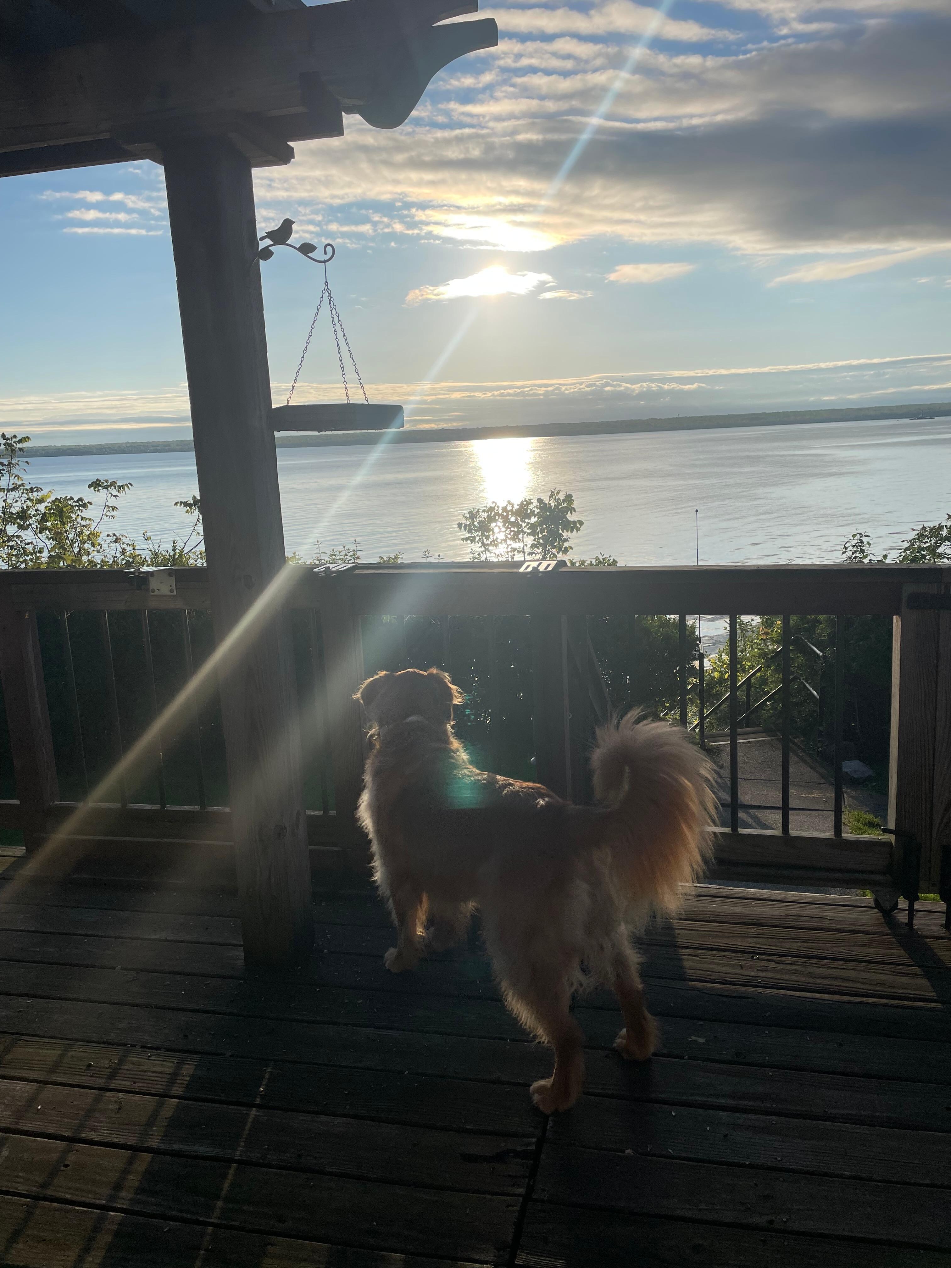 Our Golden on her favorite deck 
