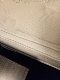 Bed bug stains