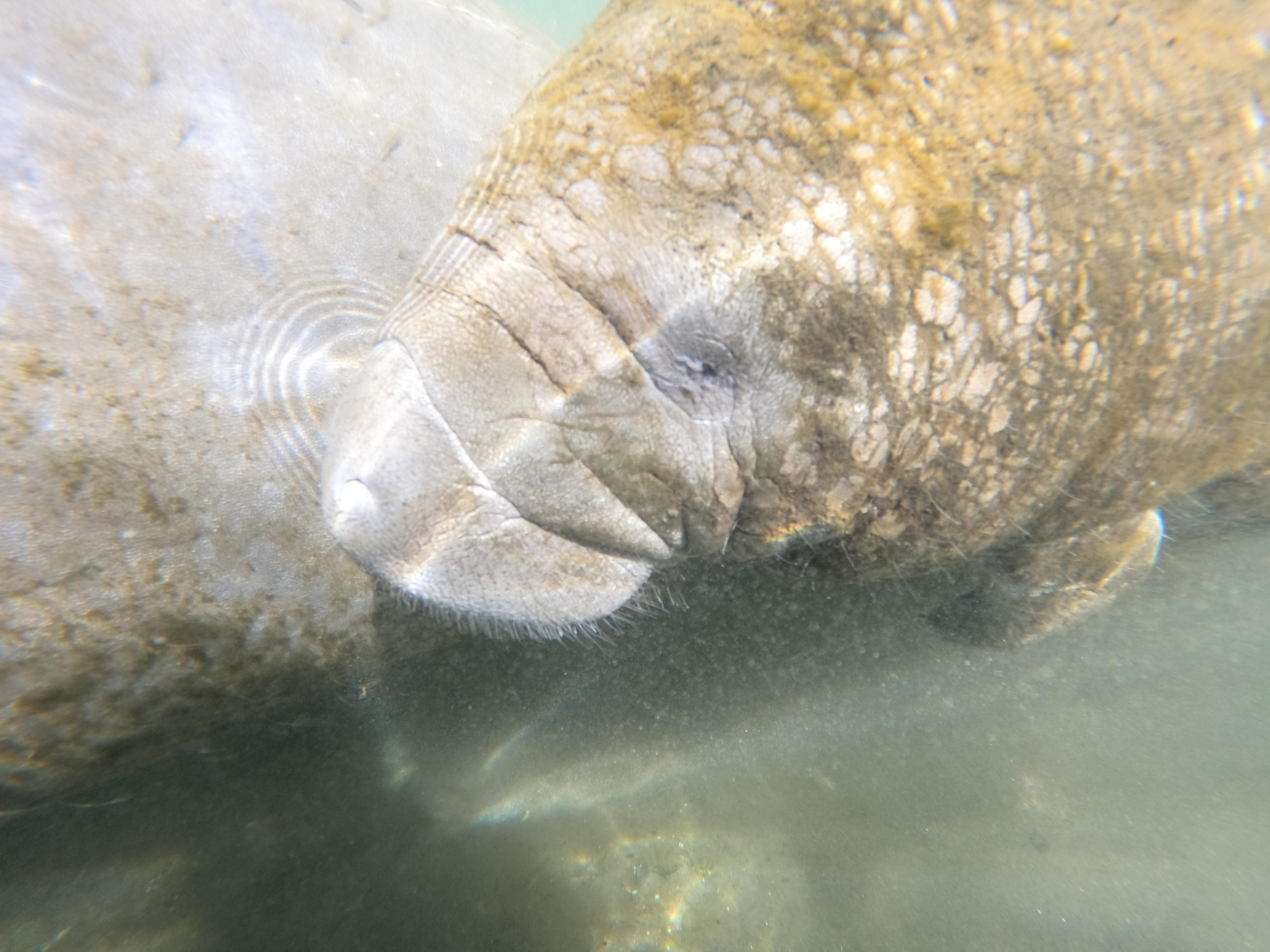Manatee swimming is awesome!