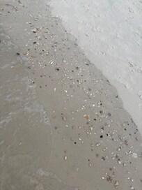 Morning walk on the beach